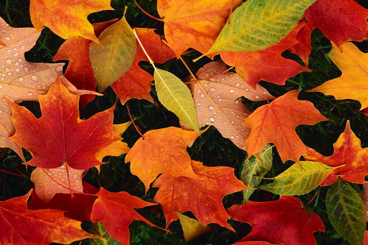 Best Places for Leaf-Peeping In Merrimack Valley