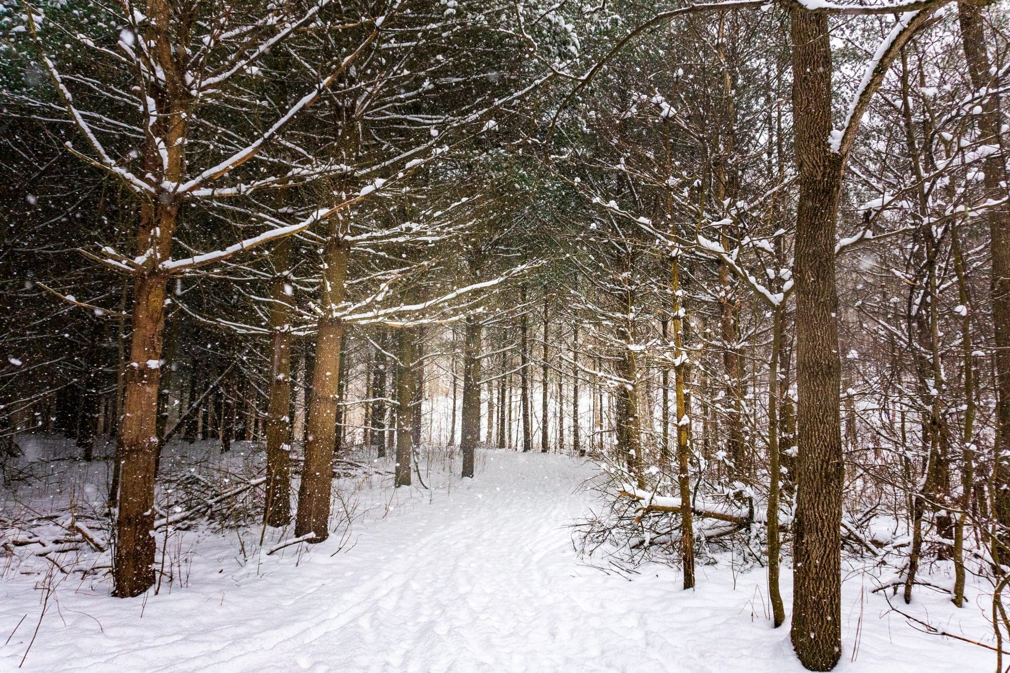 a snow-covered walking trail