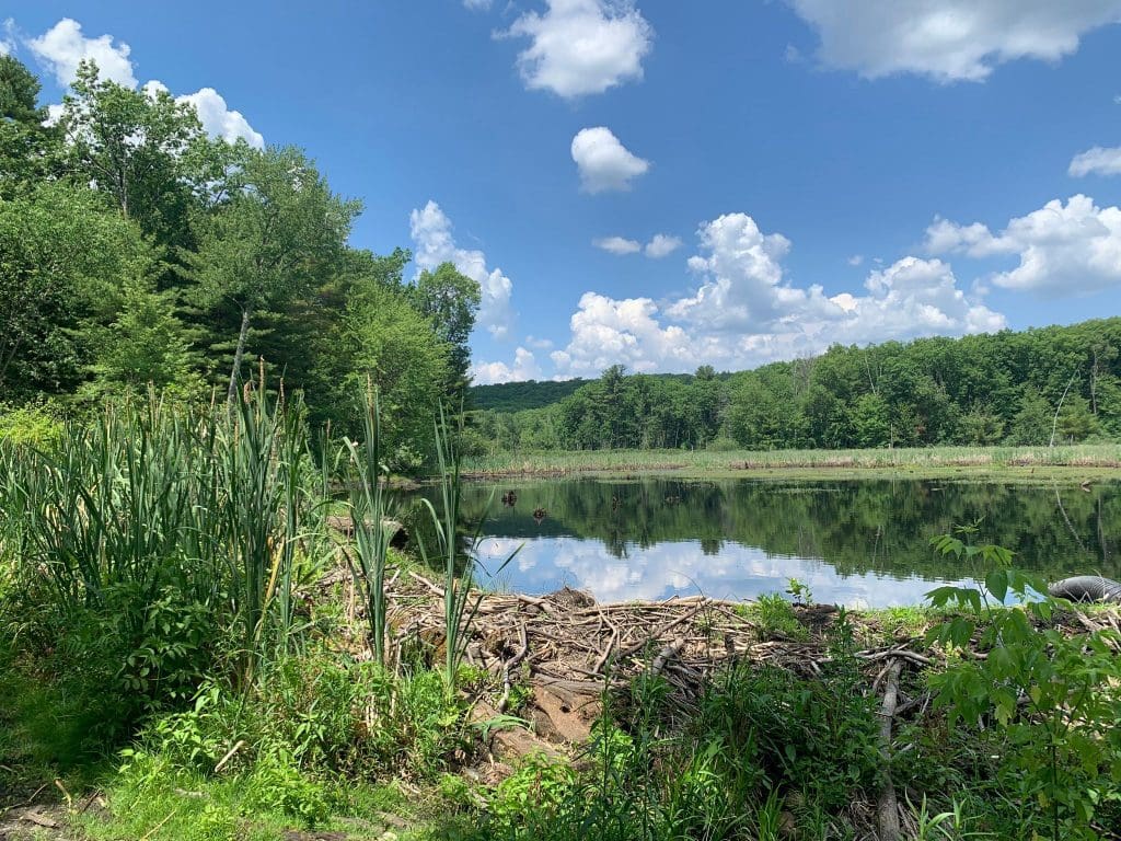 Walking the Lowell-Dracut-Tyngsboro State Forest