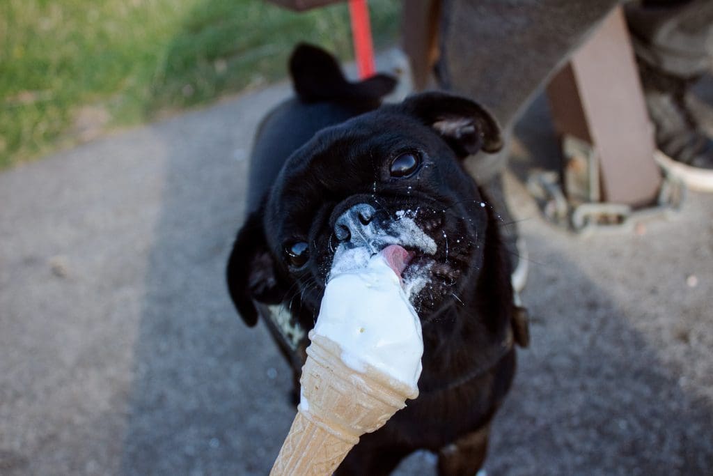 dog eating ice cream