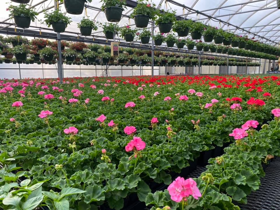 a photo inside the Sykes Greenhouse in Lowell that shows rows of greenery and pink flowers