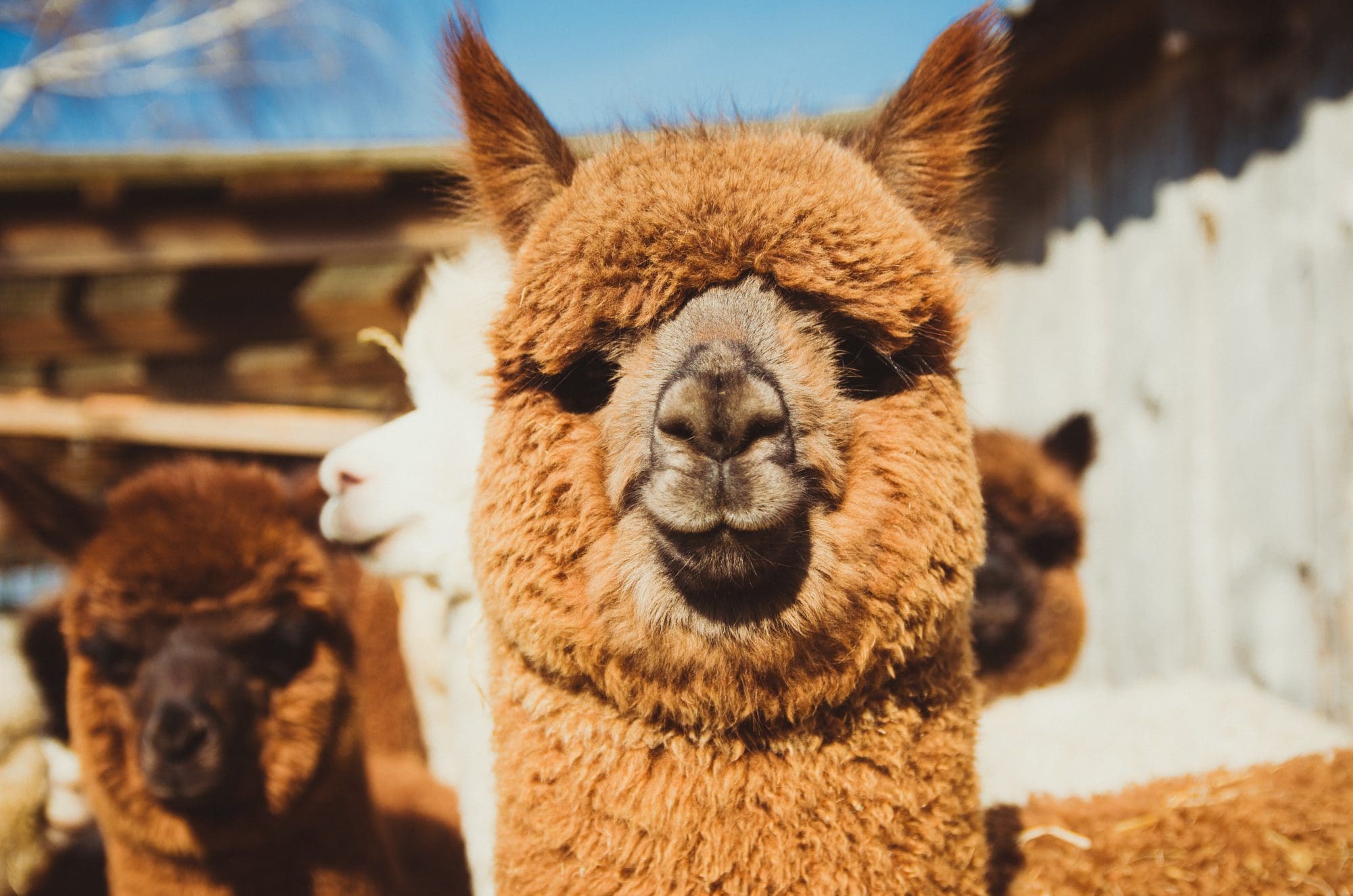 Alpaca stock photo