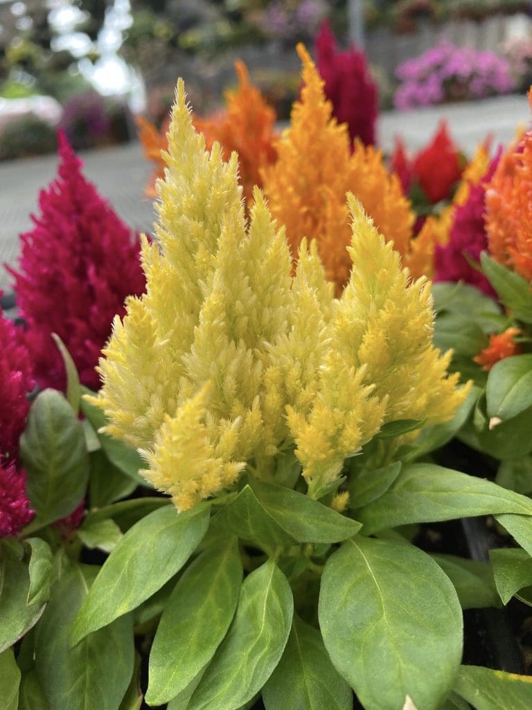 Sykes the Florist and Greenhouses