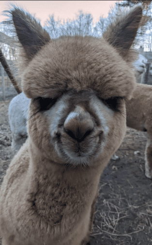 Harvard Alpaca Ranch