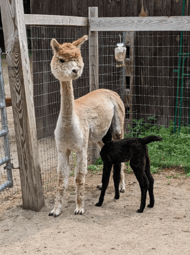 Harvard Alpaca Ranch