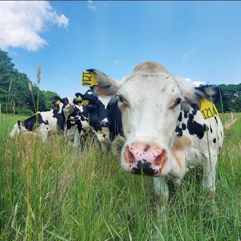 Great Brook Farm State Park