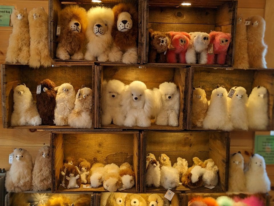 Harvard Alpaca Ranch – Alpaca Shop