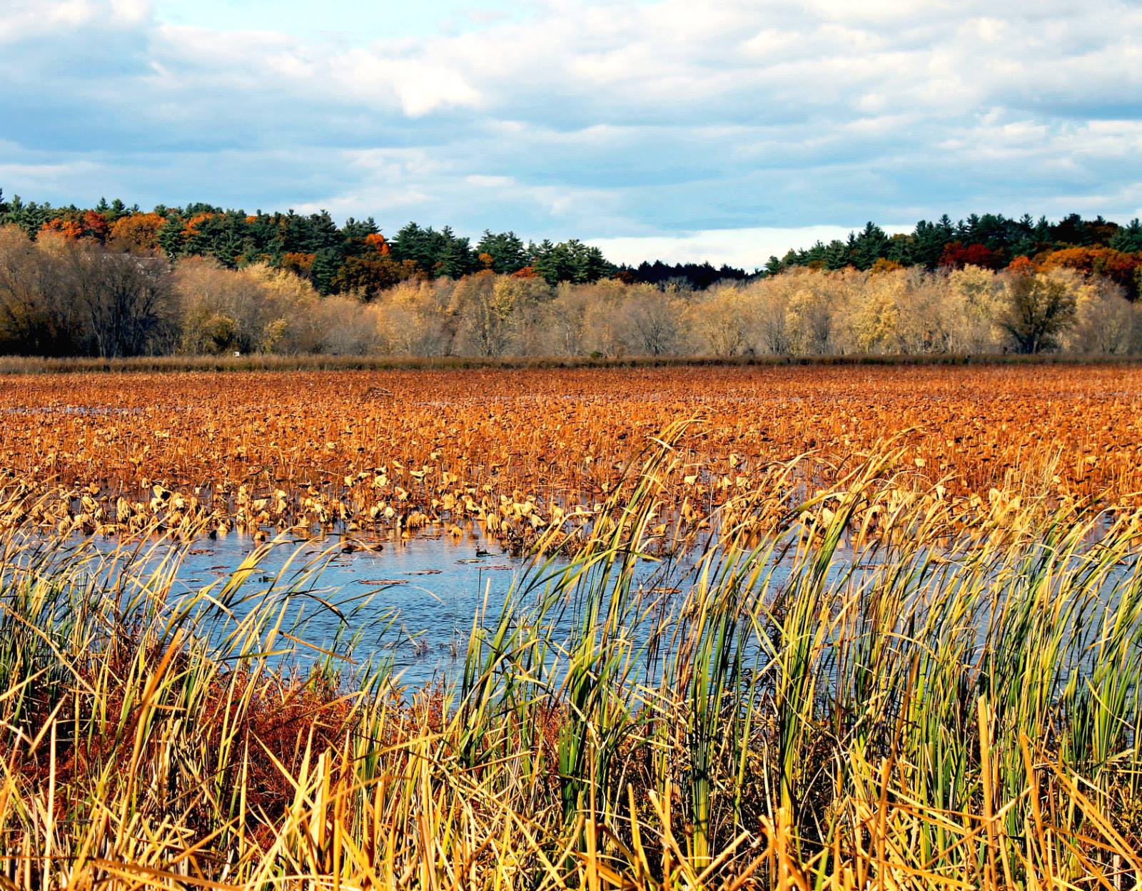 Great Meadows National Wildlife Refuge