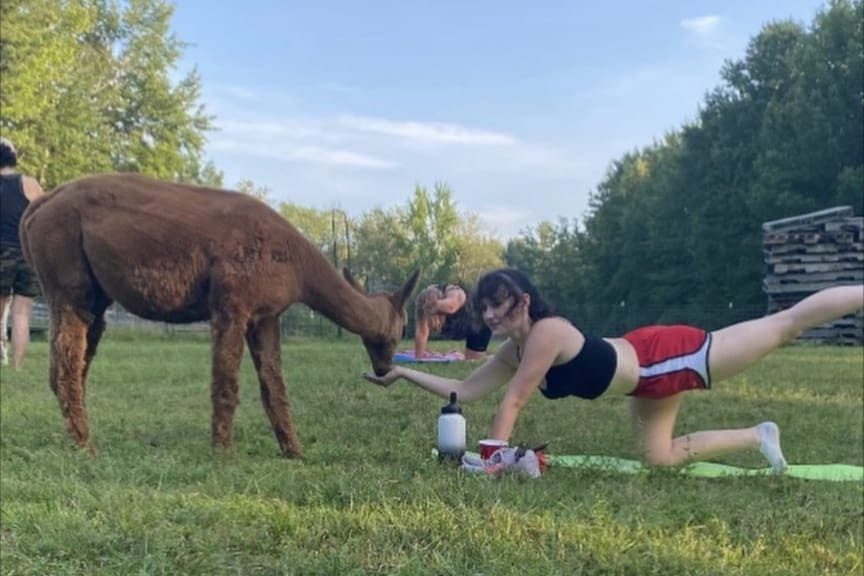 Alpaca Yoga at Harvard Alpaca Ranch