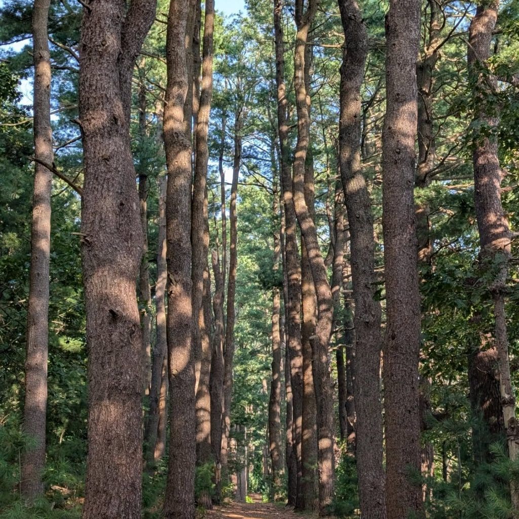 Burlington Landlocked Forest