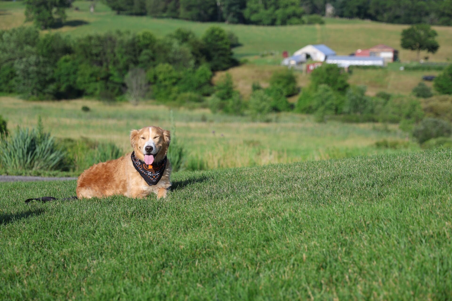 Yappy Hour at Forge & Vine