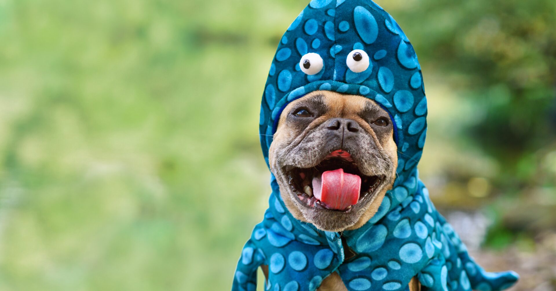 Halloween Yappy Hour – Doggy Costume Party!