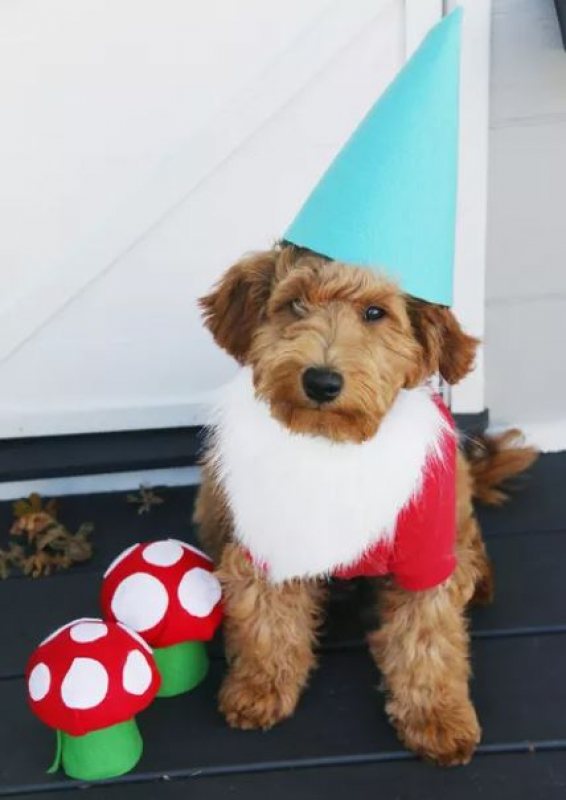 Dog Halloween Costume Contest at deCordova!